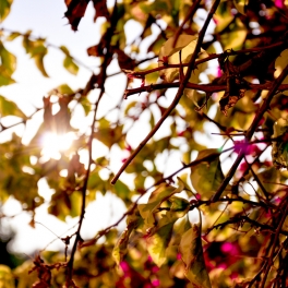 Leaves