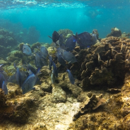 Sealife - Belize
