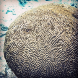 Sealife - Belize