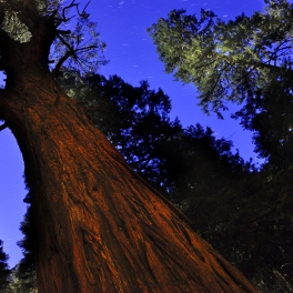 Yosemite, California