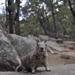 Yosemite, California