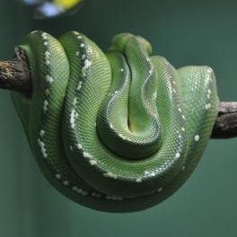 San Diego Zoo, California