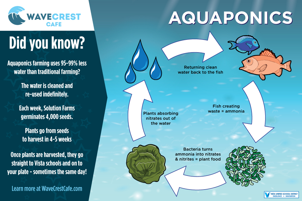 Infographic - Aquaponics